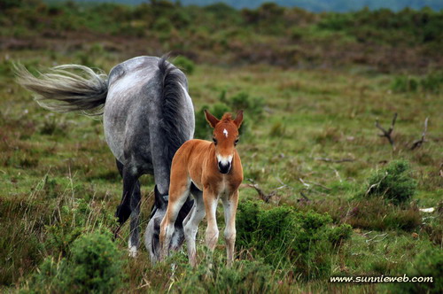 baby horse tableau